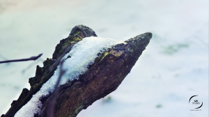 neige et dégel, pause de chantier, activité végétale