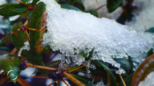 neige et dégel, pause de chantier, activité végétale