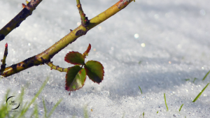 neige et dégel, pause de chantier, activité végétale