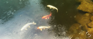 lac artificiel au jardin japonais | Île de Versailles à Nantes | MDstudio