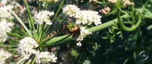 Scarabée occupé | plantes en bordure de Loire | MDstudio