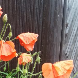 Gouttes d'eau, coquelicots ! Nature en ville