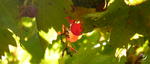 zoom sur de ronds grains de raisins translucides | Villandry