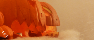 Citrouilles glabres et édentées