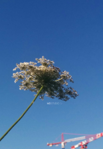 Carotte sauvage, grue et ciel bleu