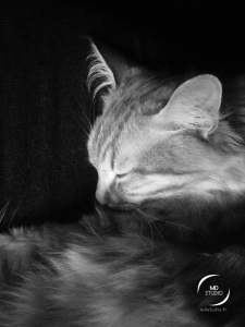 Petit chat endormi en niveau de gris | MDstudio