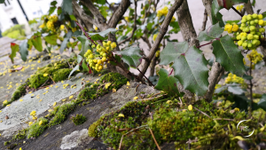 mahonia à Nantes