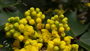 mahonia à Nantes
