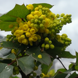 mahonia à Nantes