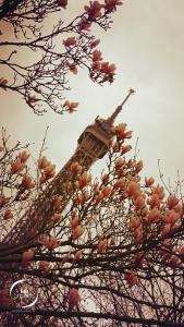 Tour Eiffel cernée de magnolia | jardin musée Branly | photo MDstudio