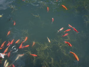 Poissons au bassin de la Roche sur Yon, place Napoléon | photo MDstudio