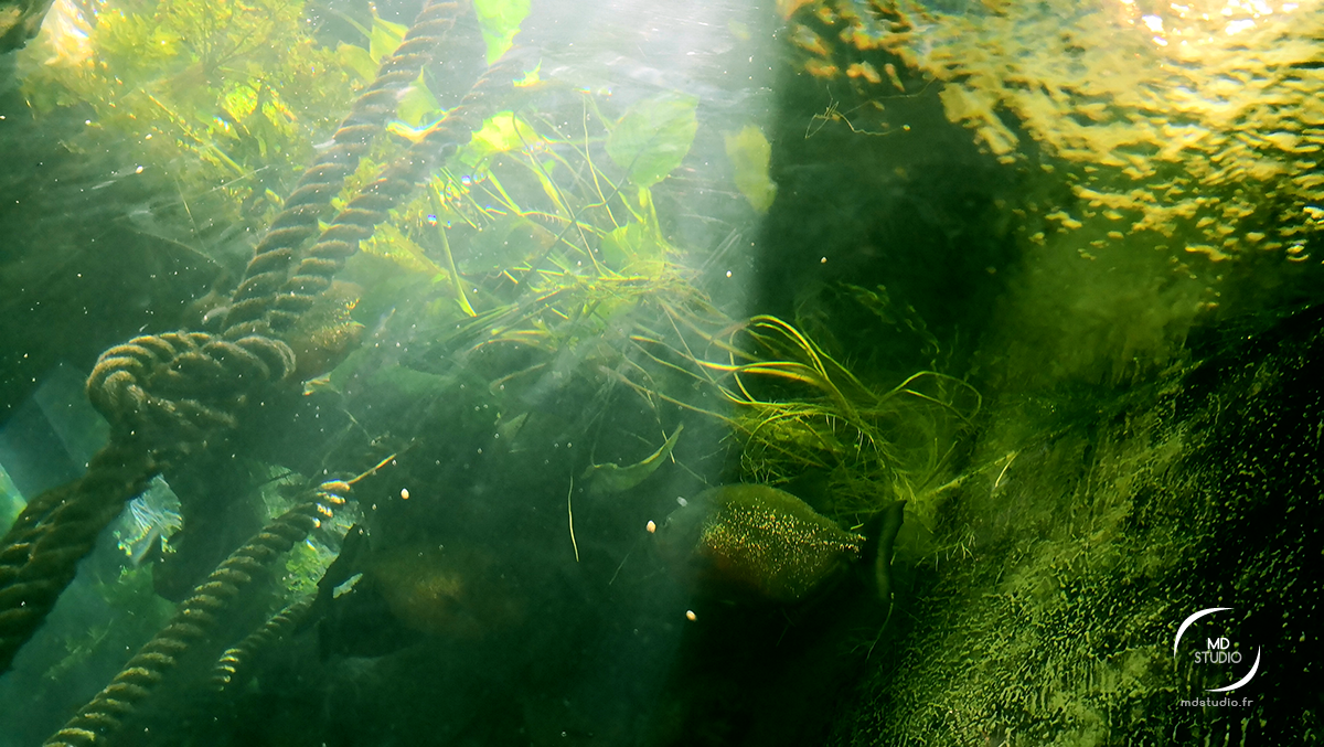 Puits de lumière, cordage, poissons et algues - aquarium de Saint-Malo | photo MDstudio