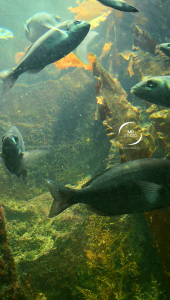 Poissons, algues et puits de lumière - aquarium de Saint-Malo | photo MDstudio