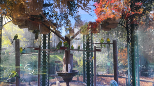 Volière de perruches ondulées à l'automne, Jardin des Plantes de Nantes | photo MDstudio