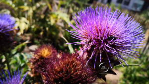 artichaut commun ou cynara | photo MDstudio