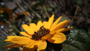 grand-soleil ou tournesol | photo MDstudio