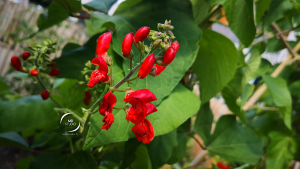 haricot ou phaseolus | photo MDstudio
