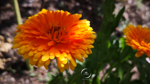 souci officinal ou calendula officinalis | photo MDstudio