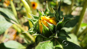 bourgeon de tournesol ou helianthus | photo MDstudio