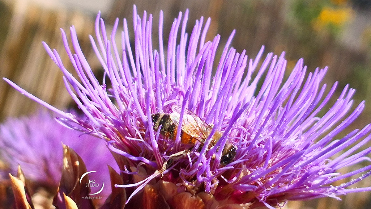 pollen d'artichaut et pollinisateur | photo MDstudio