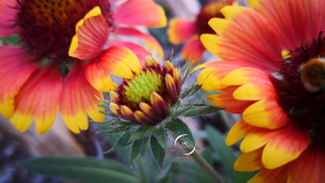 gaillarde ou gaillardia aristata | photo MDstudio