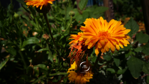 souci officinal ou calendula officinalis | photo MDstudio
