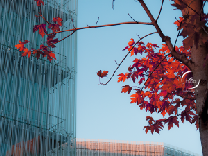 branche et feuilles d'érable, fond bleu et bâtiment | photo MDstudio