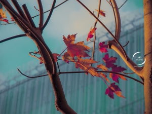 branche et feuilles d'érable, fond bleu et bâtiment | photo MDstudio