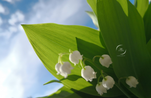 Muguet impatient, ciel changeant