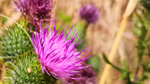 gros plan sur chardons rose | Loire et Chardons sauvages | photo MDstudio