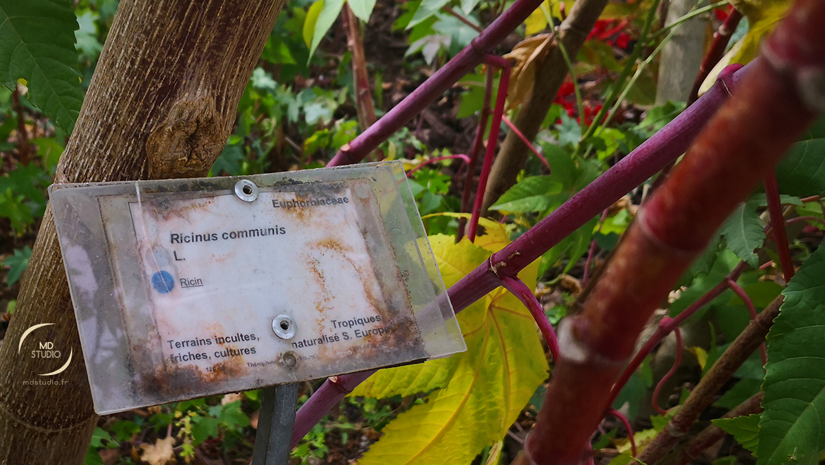 Ricinius Communis ou Ricin commun | photo MDstudio
