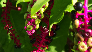 Raisin d'Amérique, grappes et feuillage vus de près | photo MDstudio