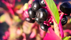 Raisin d'Amérique : baies au coucher du soleil | photo MDstudio