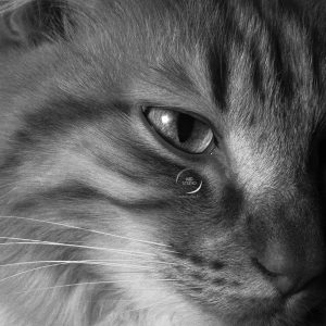 chat domestique | regard de prédateur | photo MDstudio