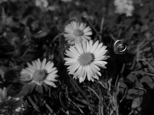 photographie en noir et blanc | fleur de pâquerettes ouvertes | photoMDstudio