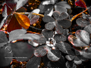 Trèfle et goutte de rosée - réglages de Christian Moreno - photo MD studio.