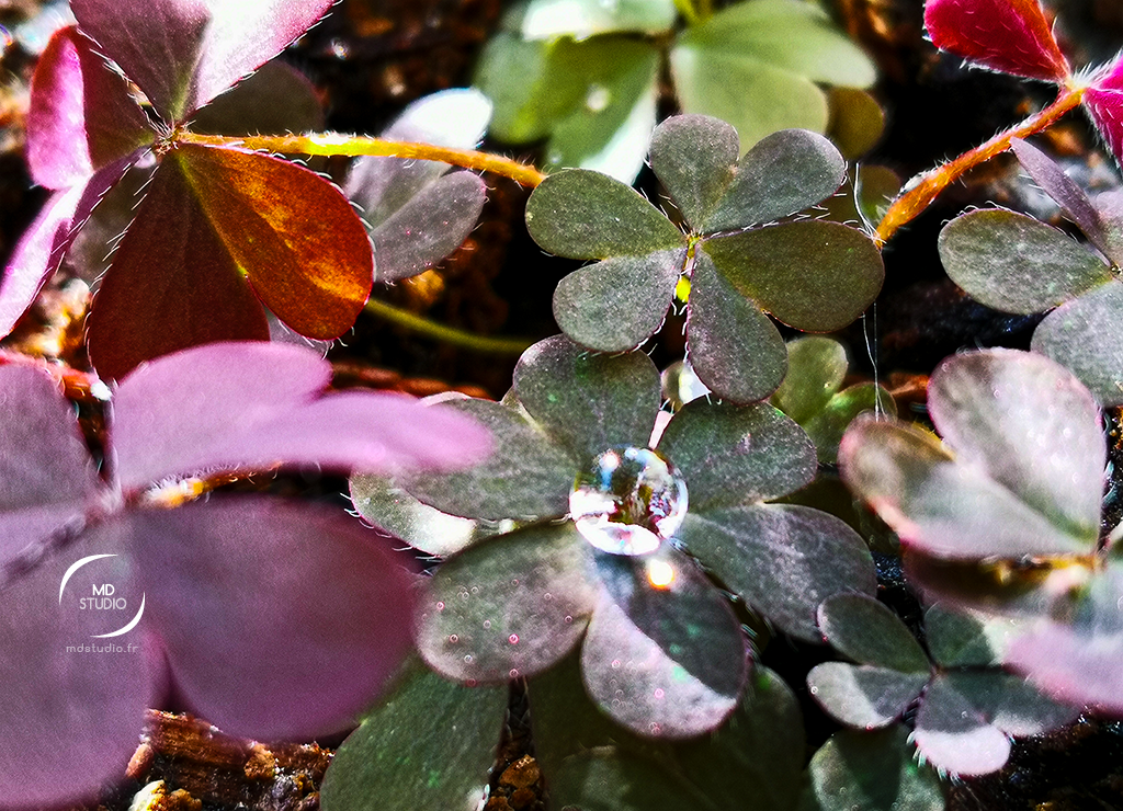 Trèfle et goutte de rosée - réglages personnels - photo MD studio.