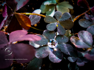 Trèfle et goutte de rosée - réglages de Patricio Fuentes - photo MD studio.