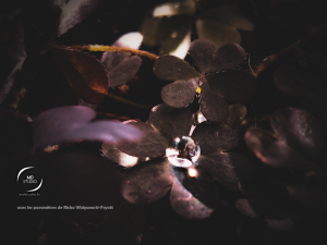 Trèfle et goutte de rosée - réglages de Richa Widyanarti-Fryatt - photo MD studio.