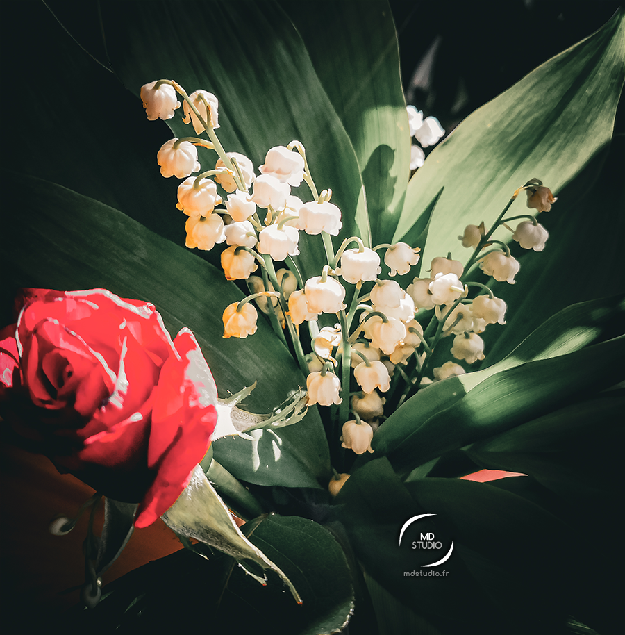photographie en plan rapproché, gros plan, d'un bouquet, composé de brins de muguet avec ses clochettes blanches et ses feuilles vertes, ainsi qu'une rose rouge.